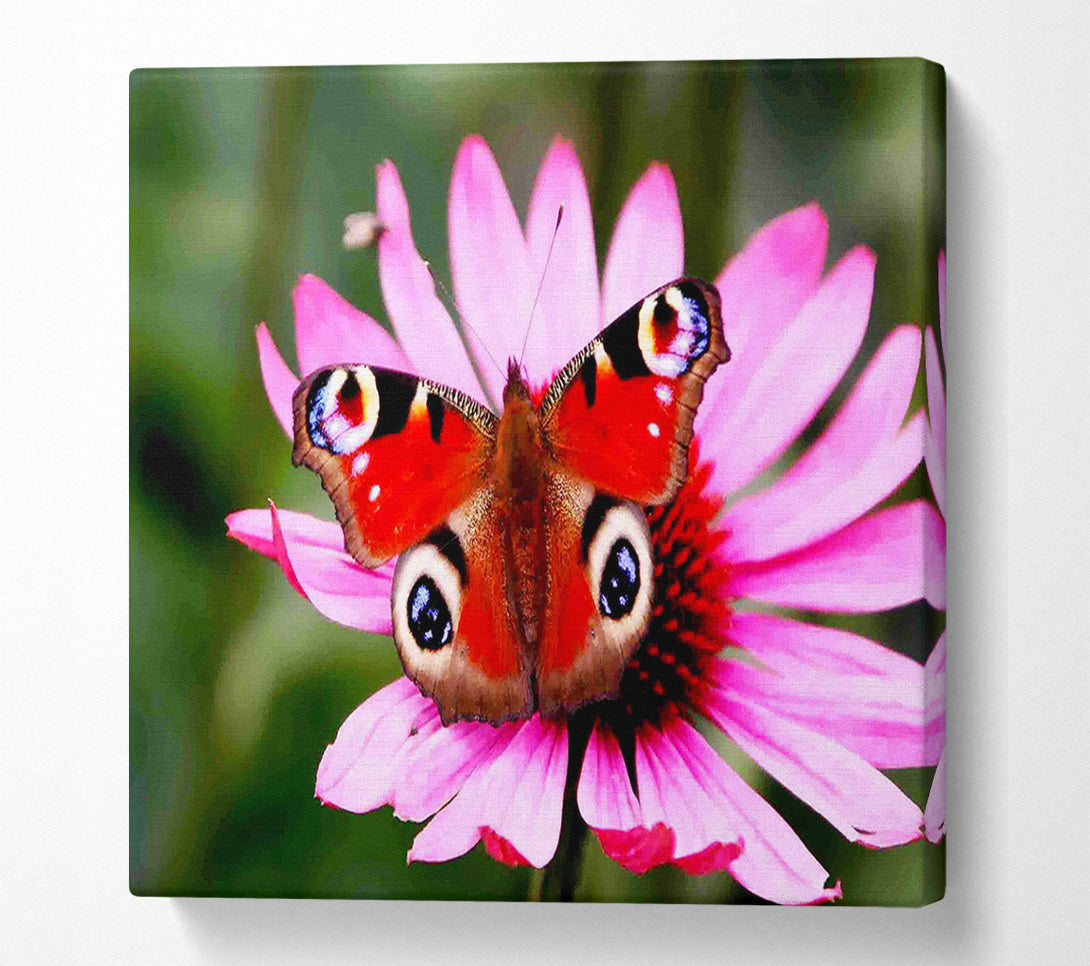  A Canvas Print of Symmetrical Butterfly Canvas Art
