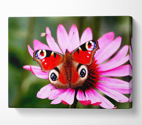  A Canvas Print of Symmetrical Butterfly Canvas Art