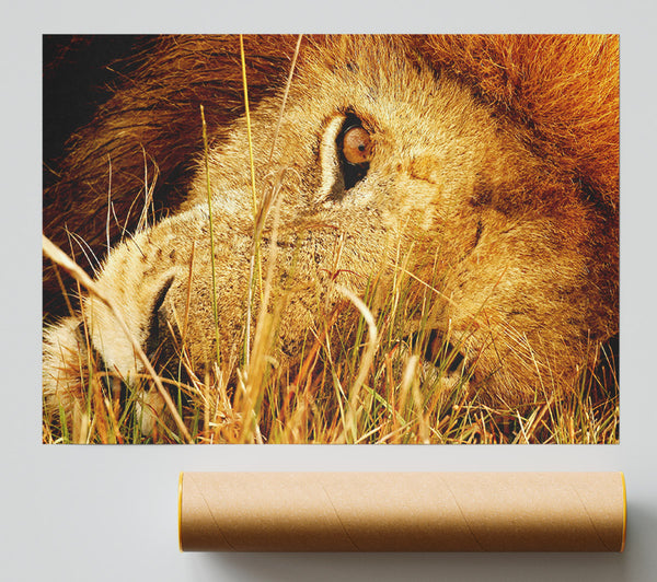 The Eye Of Lion Poster