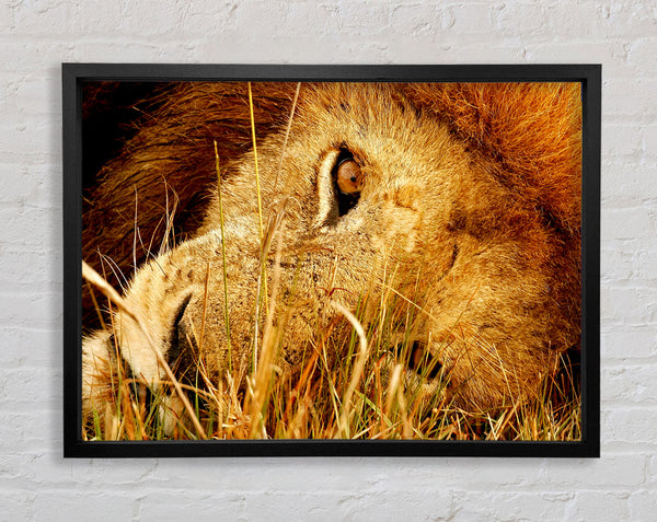 The Eye Of Lion Framed Print
