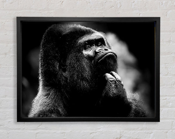 Nachdenklicher Gorilla B n W