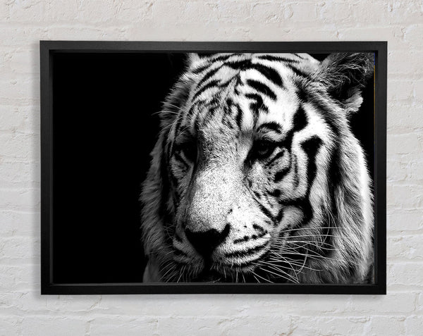 Tiger schwarz und weiß