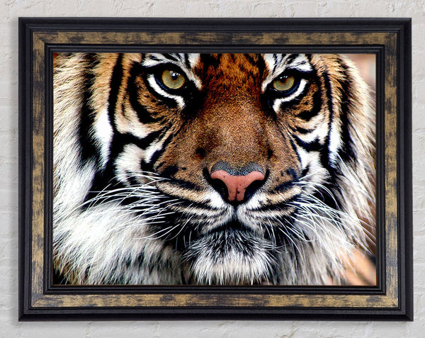 Tiger Face Framed Print
