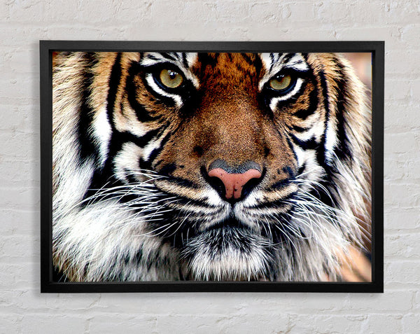 Tigergesicht
