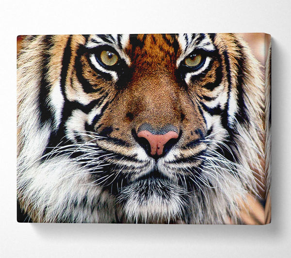  A Canvas Print of Tiger Face Canvas Print