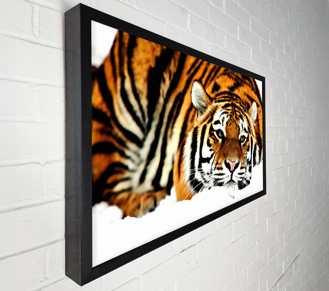  A Canvas Print of Tiger After The Hunt Canvas Art