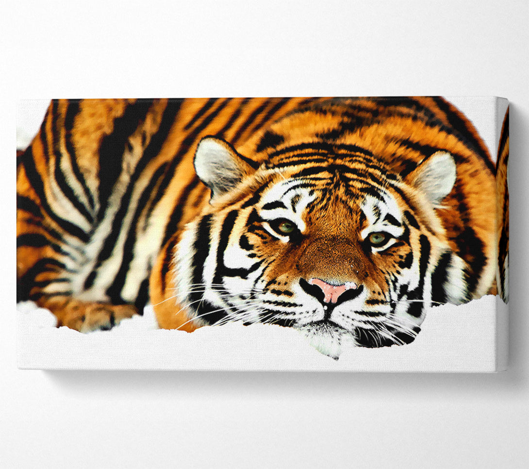  A Canvas Print of Tiger After The Hunt Canvas Art