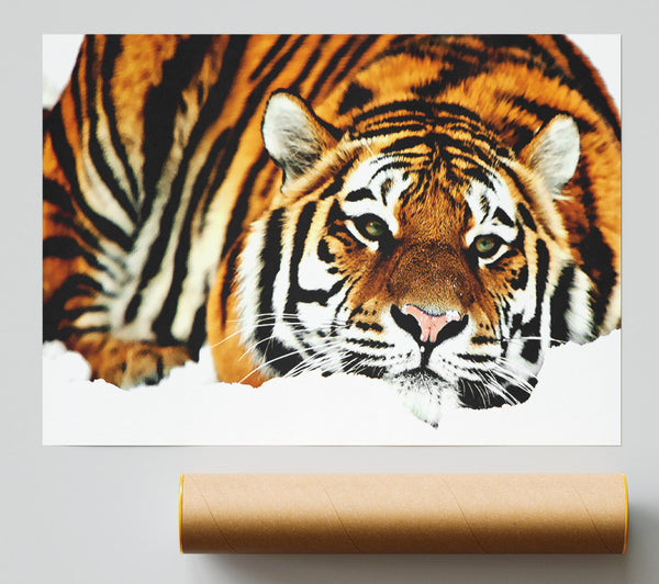 Tiger After The Hunt Print