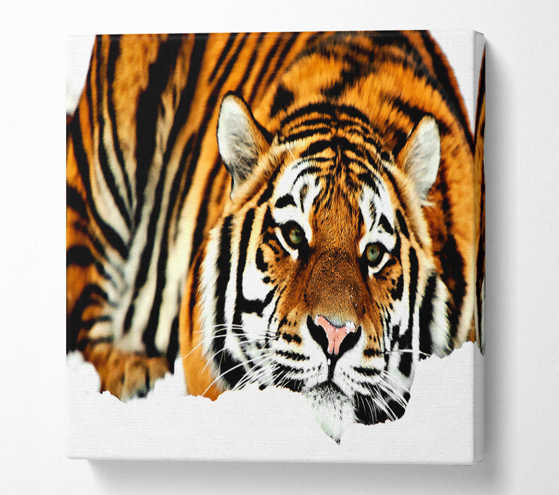  A Canvas Print of Tiger After The Hunt Canvas Art