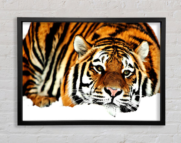 Tiger nach der Jagd
