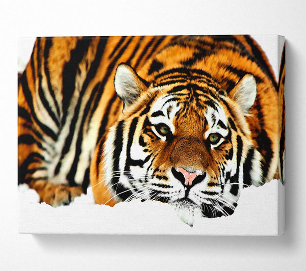  A Canvas Print of Tiger After The Hunt Canvas Art