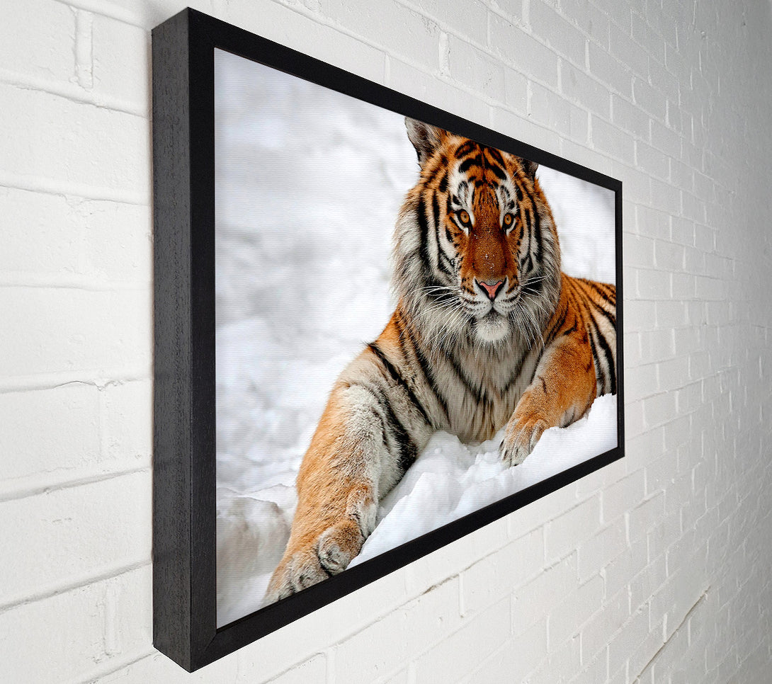  A Canvas Print of Tiger In Snow Canvas Art