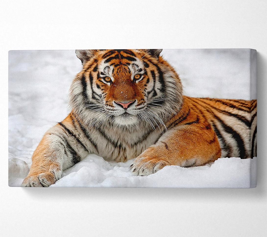  A Canvas Print of Tiger In Snow Canvas Art