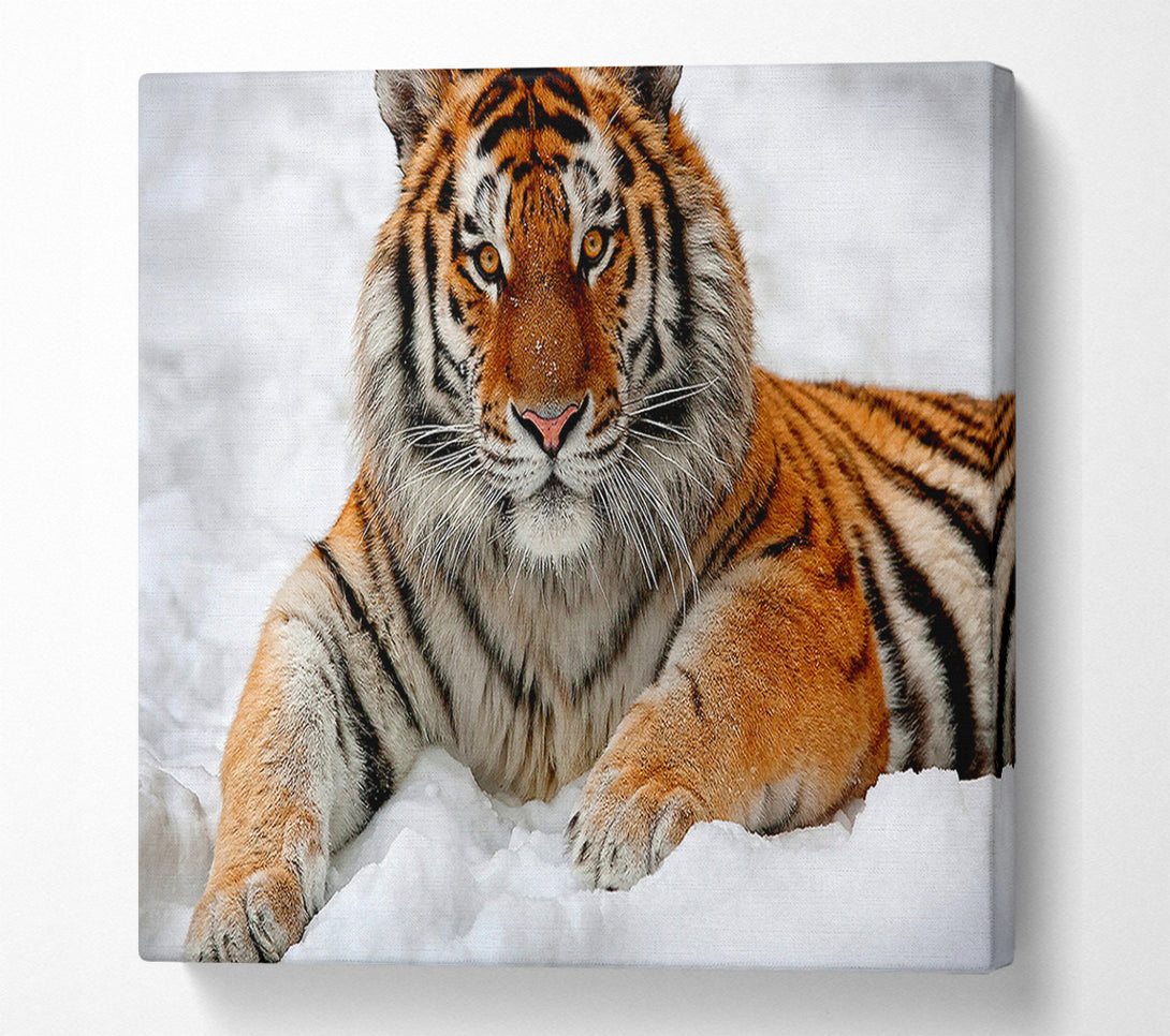  A Canvas Print of Tiger In Snow Canvas Art