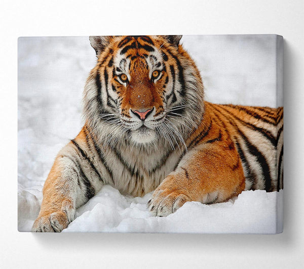  A Canvas Print of Tiger In Snow Canvas Art