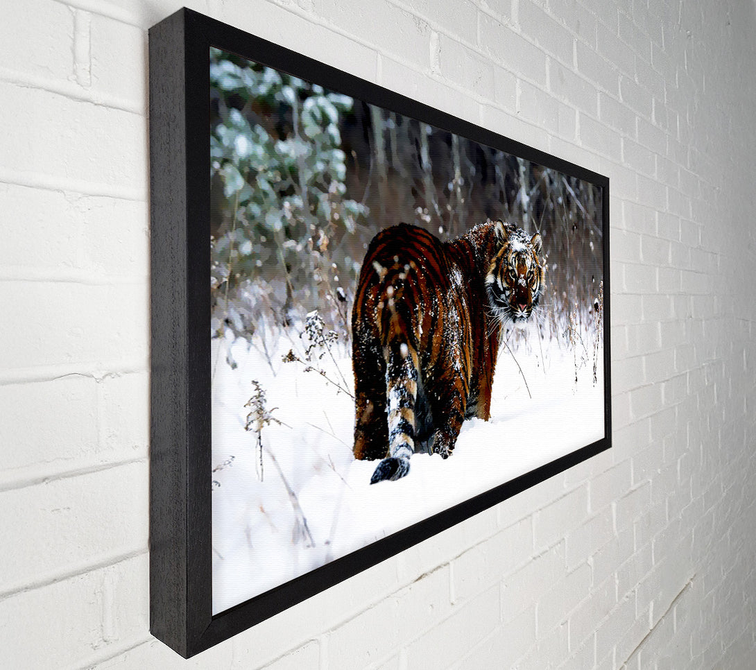  A Canvas Print of Tiger In The Snow Canvas Art