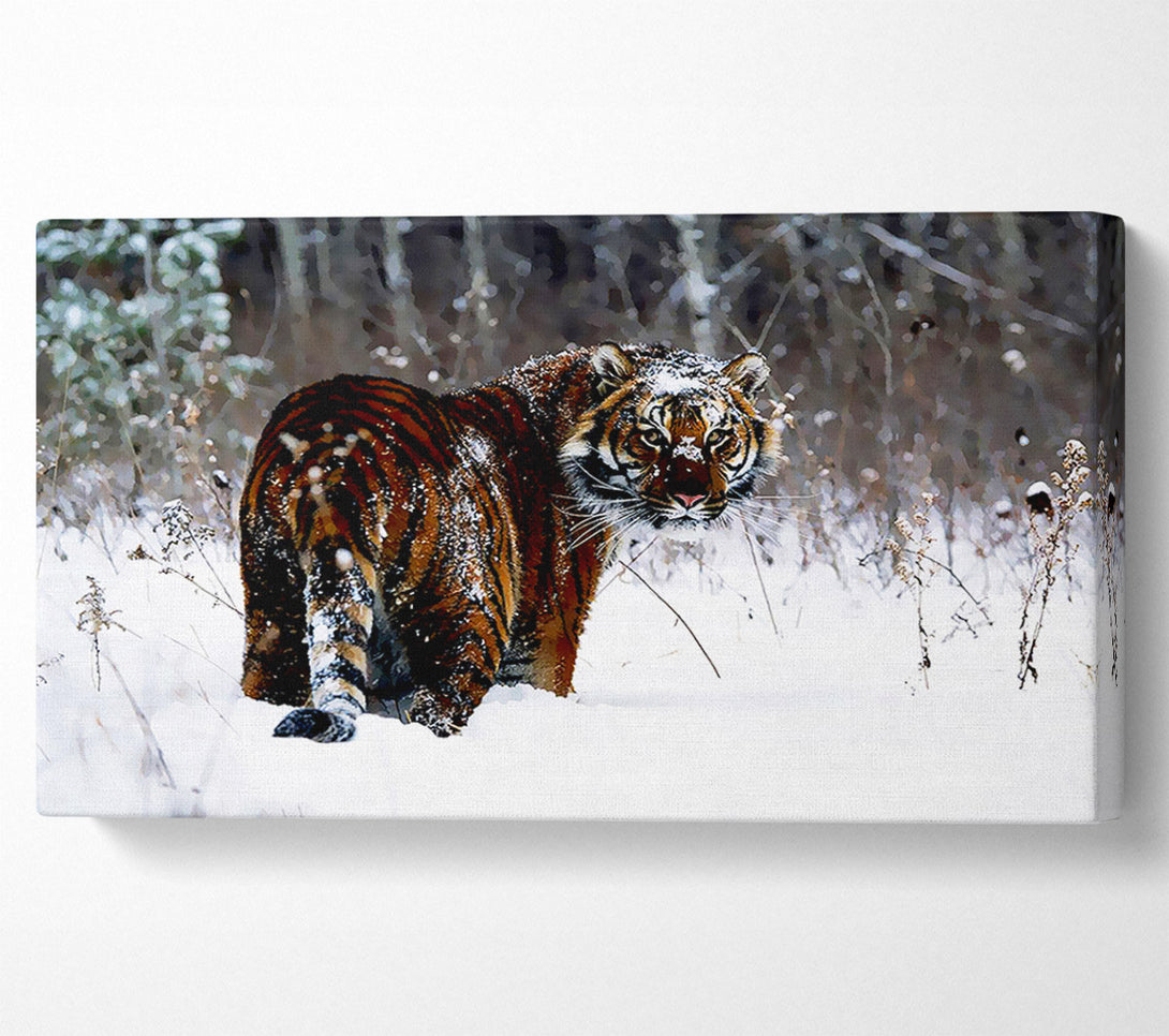  A Canvas Print of Tiger In The Snow Canvas Art