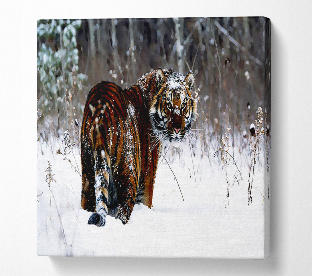  A Canvas Print of Tiger In The Snow Canvas Art