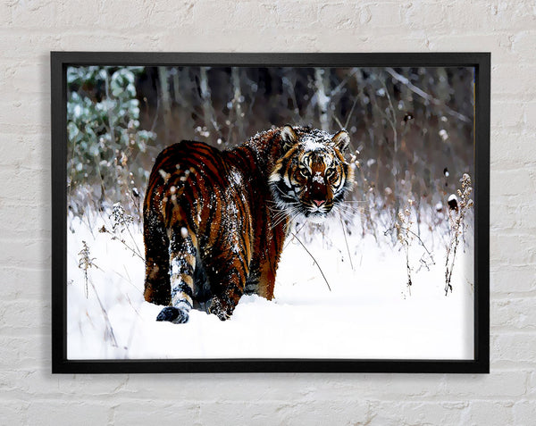 Tiger im Schnee
