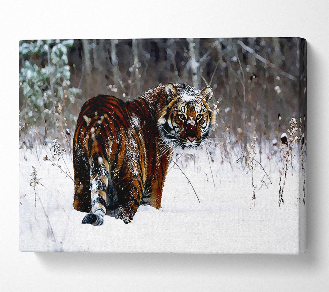  A Canvas Print of Tiger In The Snow Canvas Art