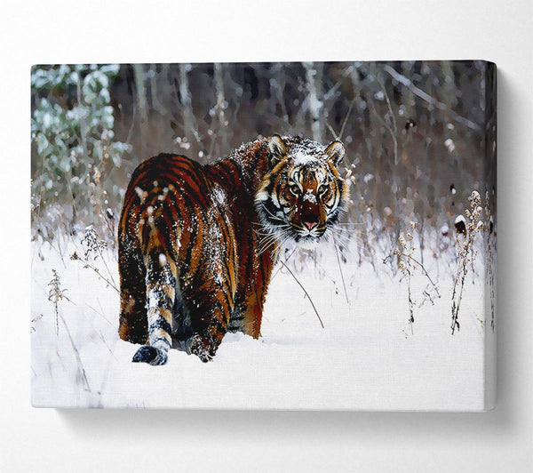  A Canvas Print of Tiger In The Snow Canvas Art