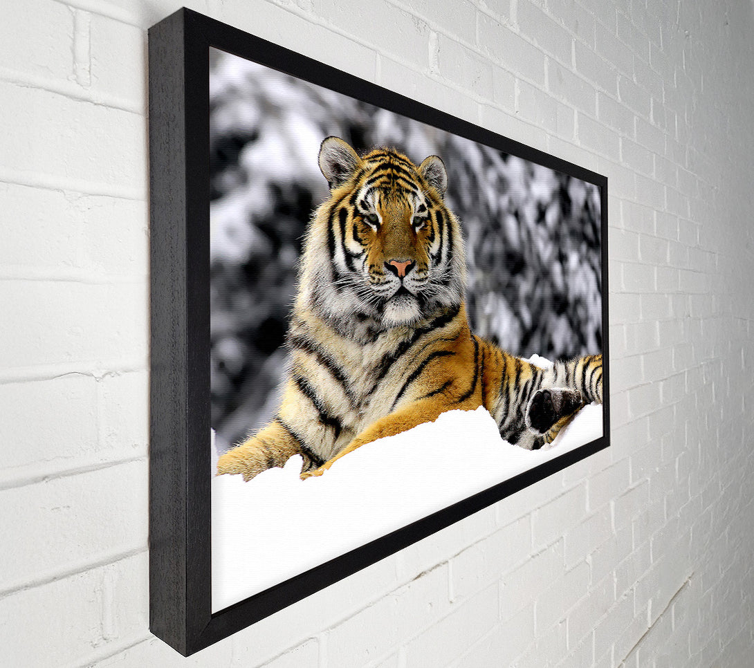  A Canvas Print of Tiger In Winter Canvas Print