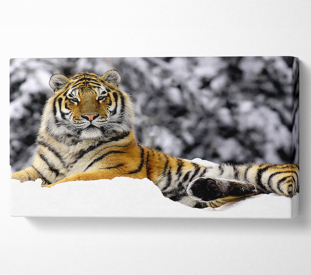  A Canvas Print of Tiger In Winter Canvas Print