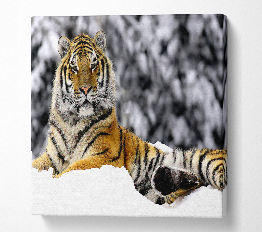  A Canvas Print of Tiger In Winter Canvas Print
