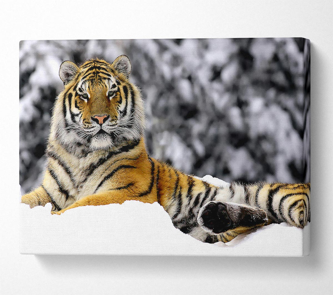 A Canvas Print of Tiger In Winter Canvas Print