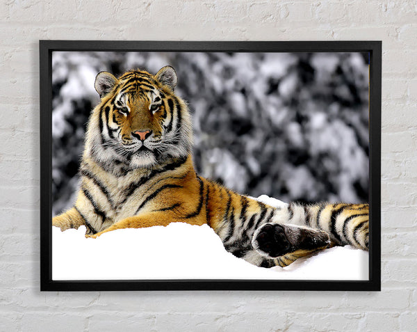 Tiger im Winter