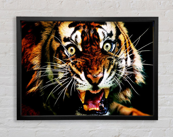 Tigergebrüll