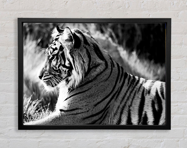 Tiger ruht