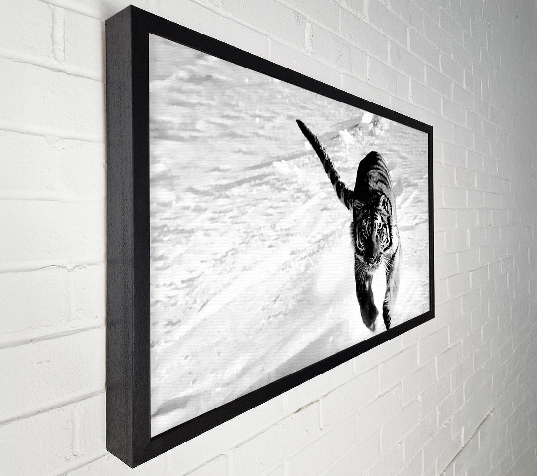  A Canvas Print of Tiger Running In Snow Canvas Art