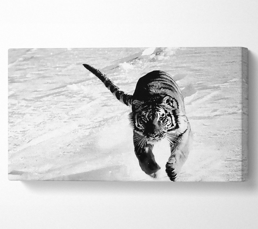  A Canvas Print of Tiger Running In Snow Canvas Art