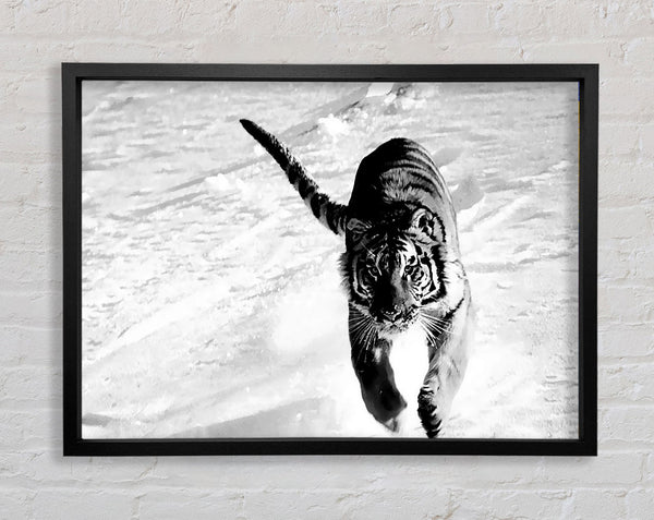 Tiger läuft im Schnee