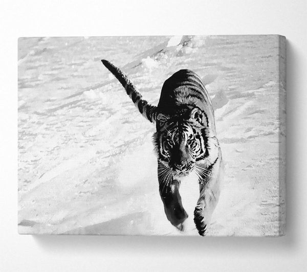  A Canvas Print of Tiger Running In Snow Canvas Art