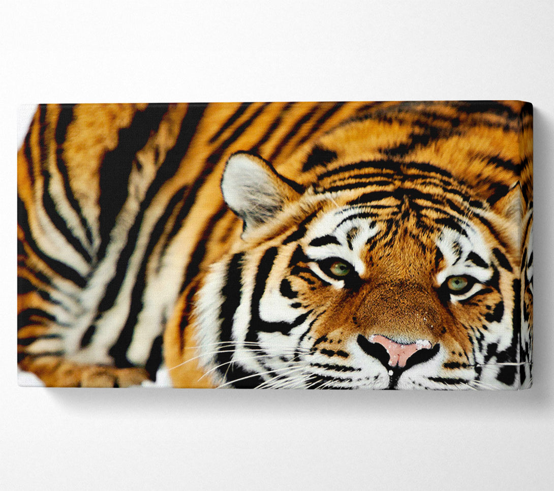  A Canvas Print of Tiger Snow Nose Canvas Print