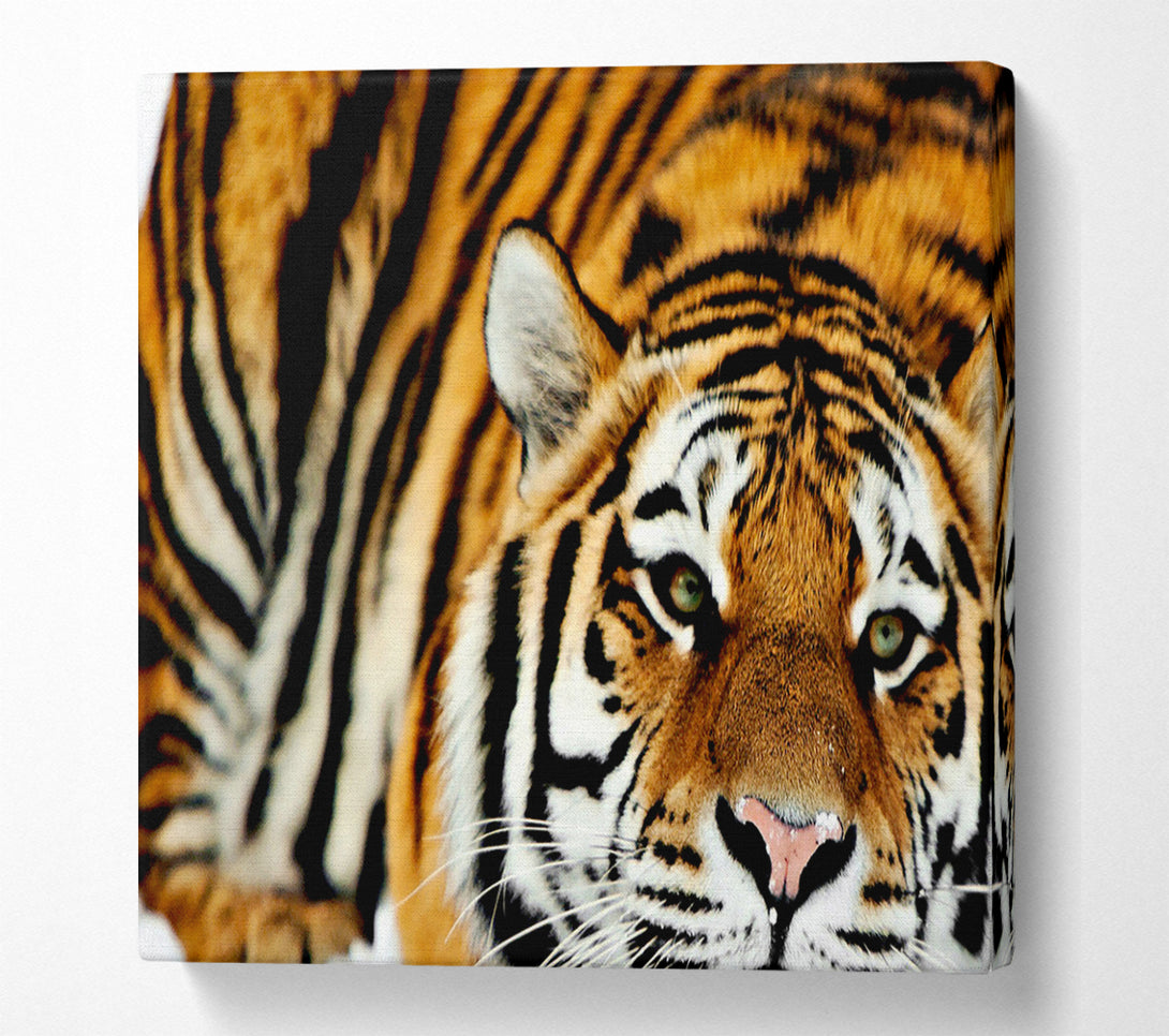  A Canvas Print of Tiger Snow Nose Canvas Print
