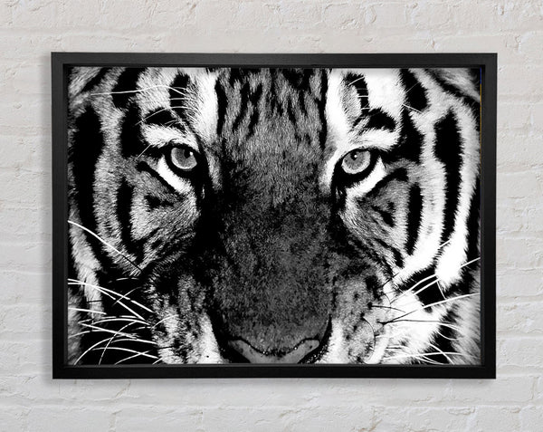 Tiger Stare B und W