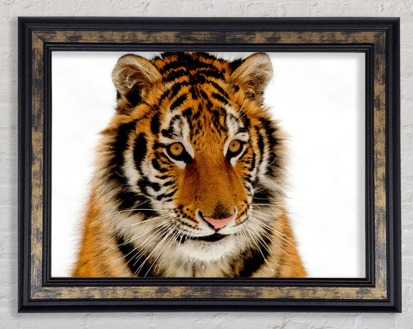 Tiger Stare Framed Print