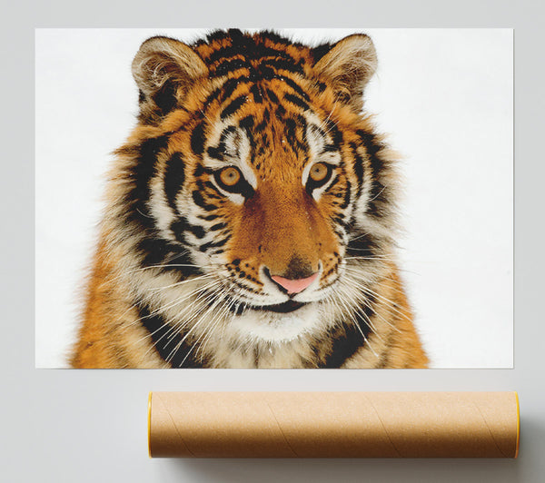 Tiger Stare Giclee Print
