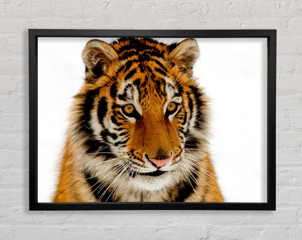 Tiger Stare Framed Print
