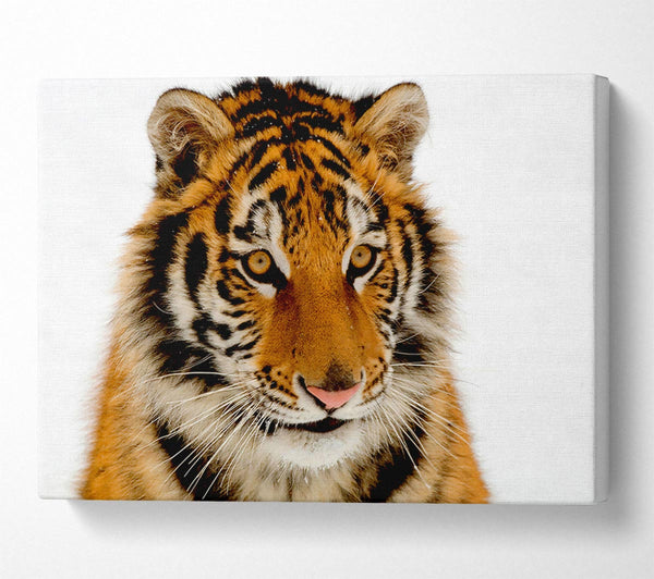  A Canvas Print of Tiger Stare Canvas Wall Art