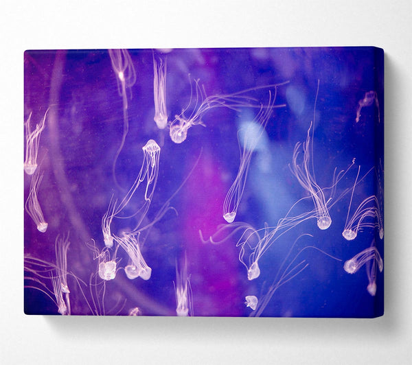  A Canvas Print of Tiny Jellyfish Canvas Wall Art