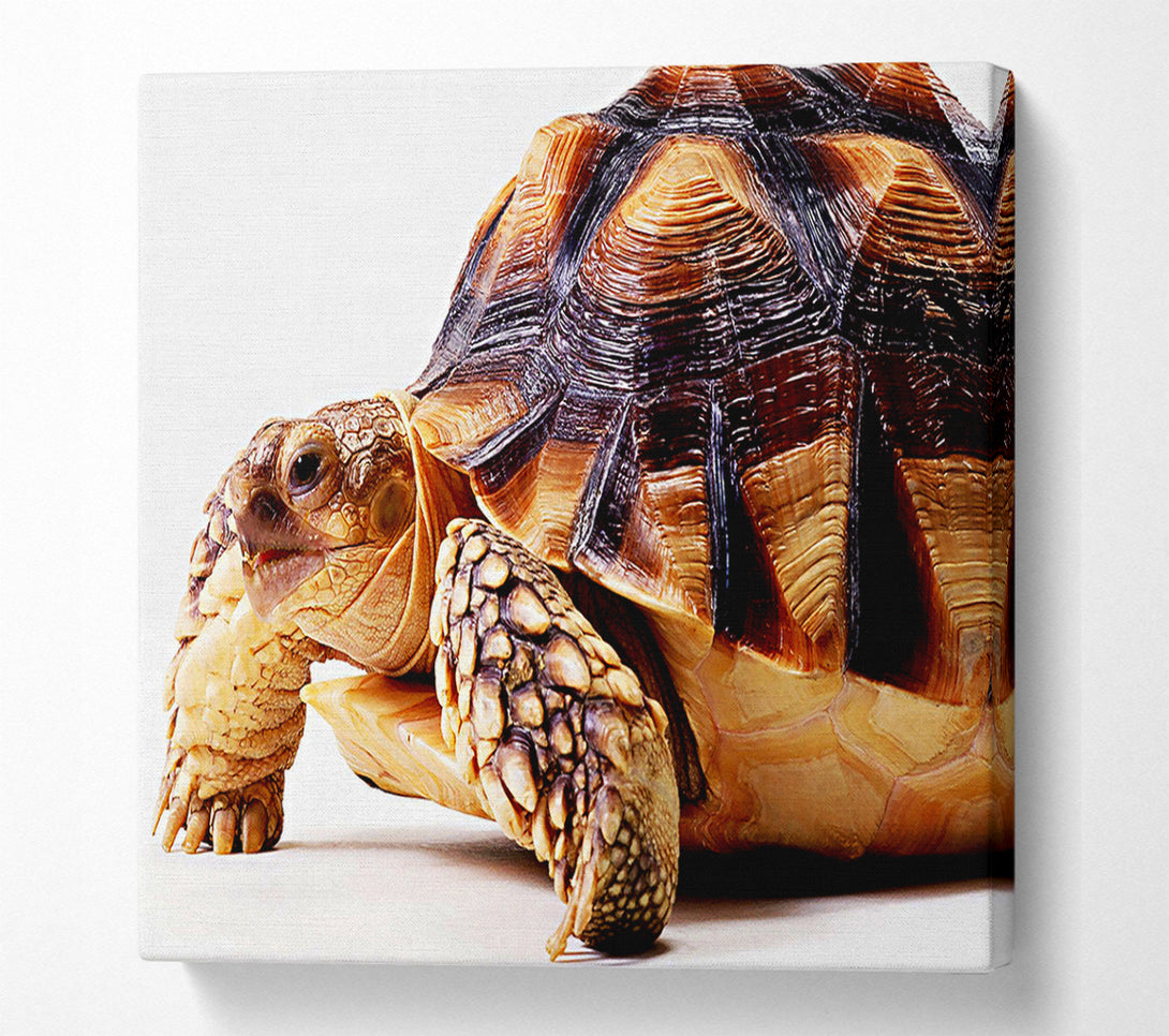  A Canvas Print of Tortuous Walk Canvas Wall Art