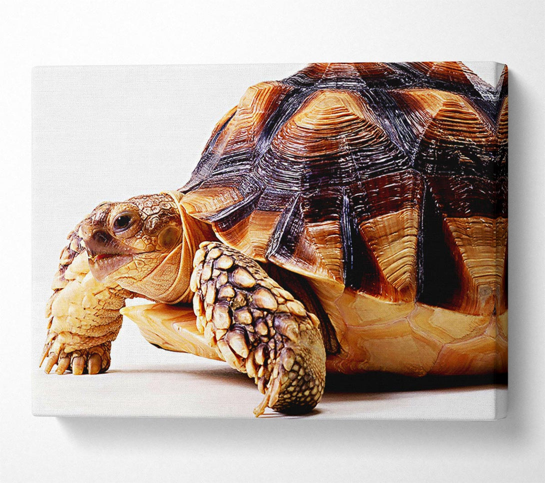  A Canvas Print of Tortuous Walk Canvas Wall Art