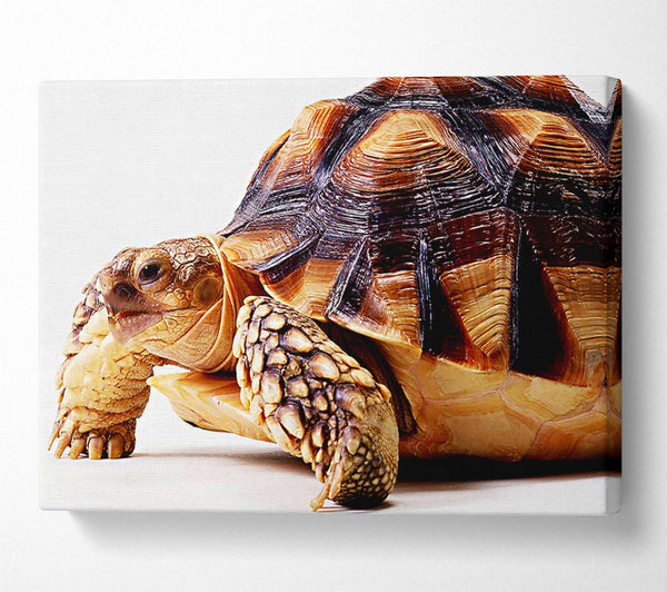  A Canvas Print of Tortuous Walk Canvas Wall Art