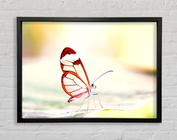 Transparent Winged Butterfly Framed Print