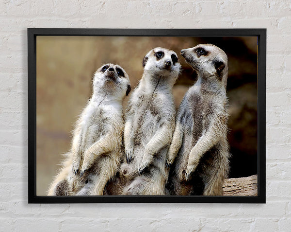Trio schiefer Erdmännchen