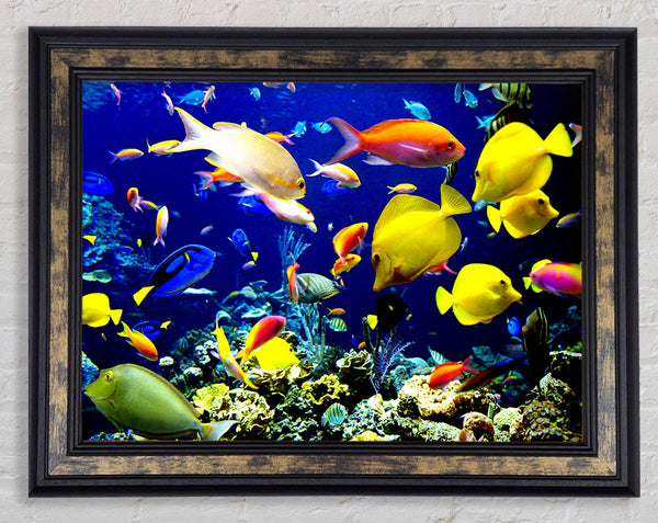 Tropical Fish Underwater